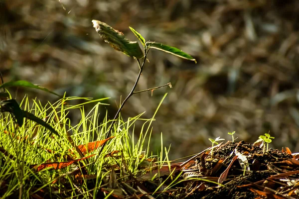 Este Pequeño Tiro Cerca Hierba India Verde Durante Día — Foto de Stock