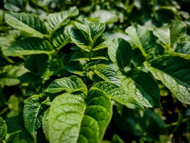 Bu, kış mevsiminde patateslerin yakından çekilmiş hali..