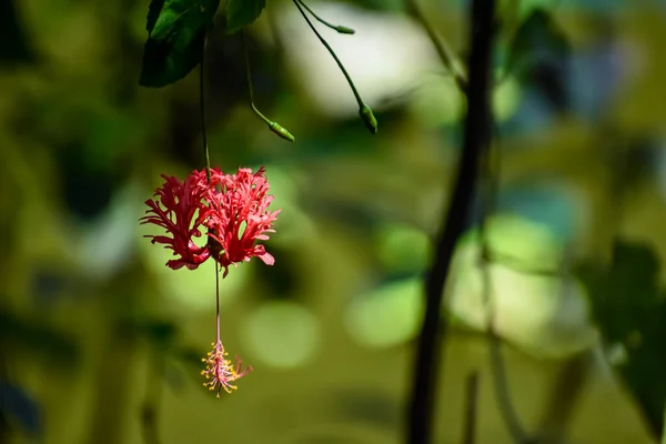 Hibiscus Şizofetalus Kenya Tanzanya Mozambik Yaşayan Bir Hibiscus Türüdür Yaygın — Stok fotoğraf