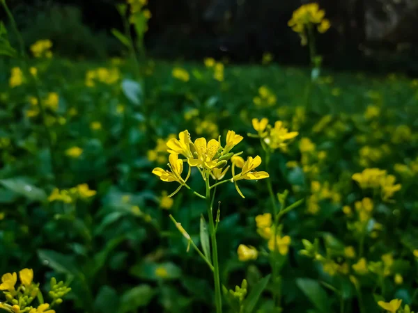 Mustard Plant Plant Species Genera Brassica Sinapis Family Brassicaceae Mustard — Stock Photo, Image