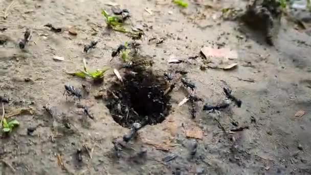 在开放的栖息地土壤中筑巢 巢穴入口直接打开 周围没有丘陵地带 — 图库视频影像