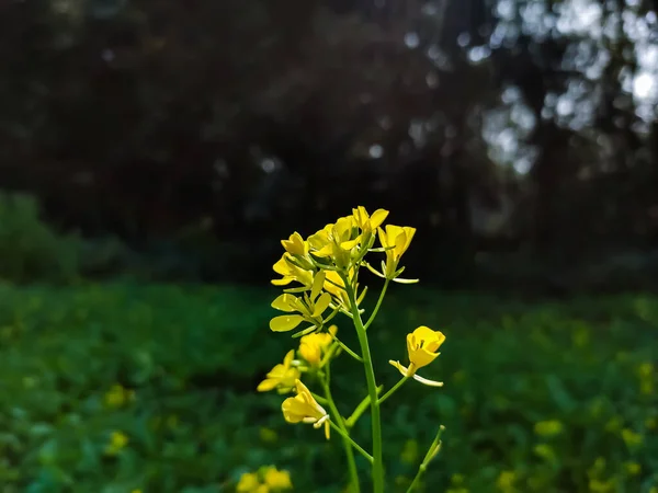 vThe mustard plant is a plant species in the genera Brassica and Sinapis in the family Brassicaceae. Mustard seed is used as a spice.