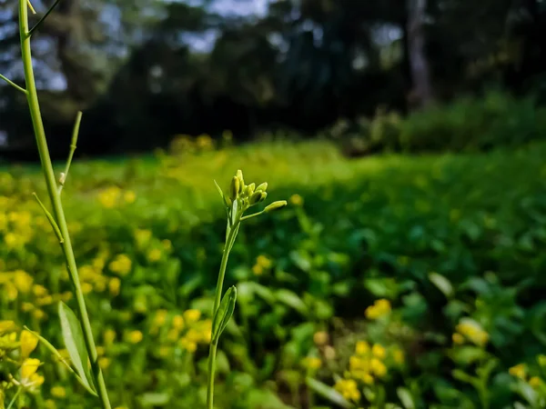 Die Senfpflanze Ist Eine Pflanzenart Der Gattungen Brassica Und Sinapis — Stockfoto
