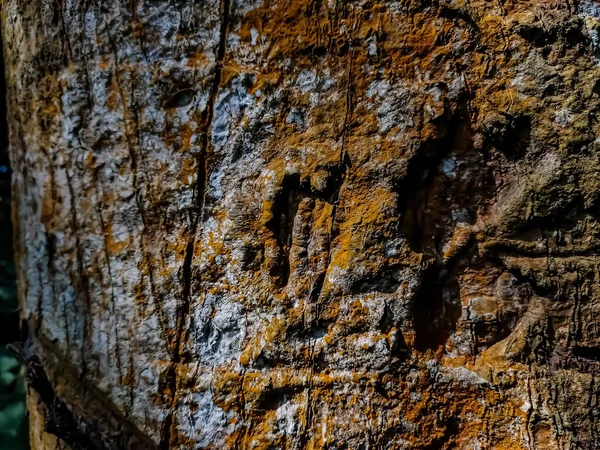 Dit Close Textuur Opname Van Mangoschors Wanneer Het Ochtendzonlicht Deze — Stockfoto