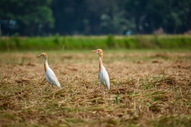 Akbalıkçılgiller (Ardeidae) balıkçılgiller (Ardeidae) familyasından tropiklerde, subtropik bölgelerde ve ılıman bölgelerde yaşayan bir balıkçıl türüdür..