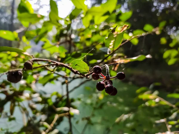 Une Baie Est Petit Fruit Pulpeux Souvent Comestible Généralement Les — Photo