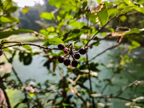 Una Baya Una Fruta Pequeña Pulposa Menudo Comestible Típicamente Las — Foto de Stock