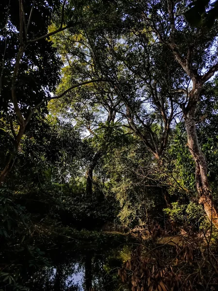インドの冬の季節に撮影された大きなマンゴーの木低角度 — ストック写真