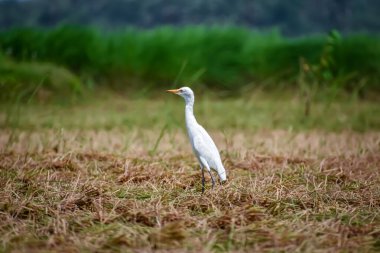 Akbalıkçılgiller (Ardeidae) balıkçılgiller (Ardeidae) familyasından tropiklerde, subtropik bölgelerde ve ılıman bölgelerde yaşayan bir balıkçıl türüdür..