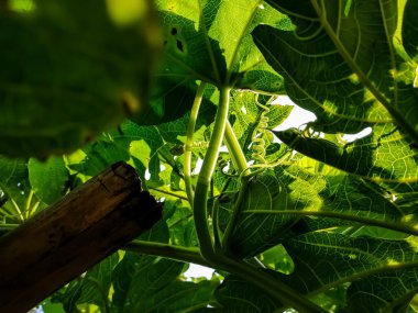 Bu bir filizdir, filizlenme, bitkilere tırmanmak için kullanılan iplik benzeri şekilli özel bir gövde, yaprak ya da petiole 'dür..