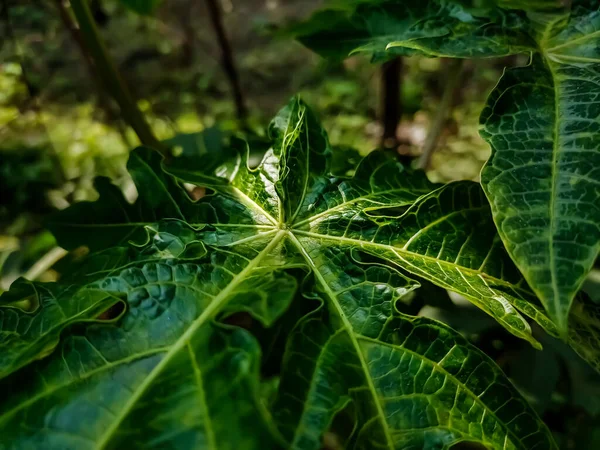 Esta Hoja Verde Los Árboles Papaya Frente Cara Primer Plano — Foto de Stock