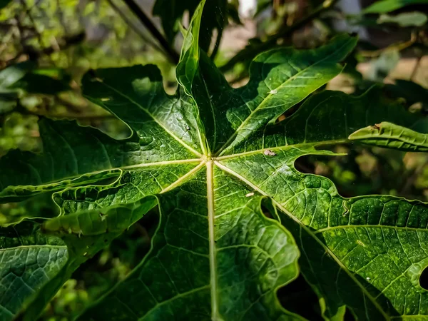 Esta Folha Verde Das Árvores Mamão Tiro Macro Close Frontal — Fotografia de Stock