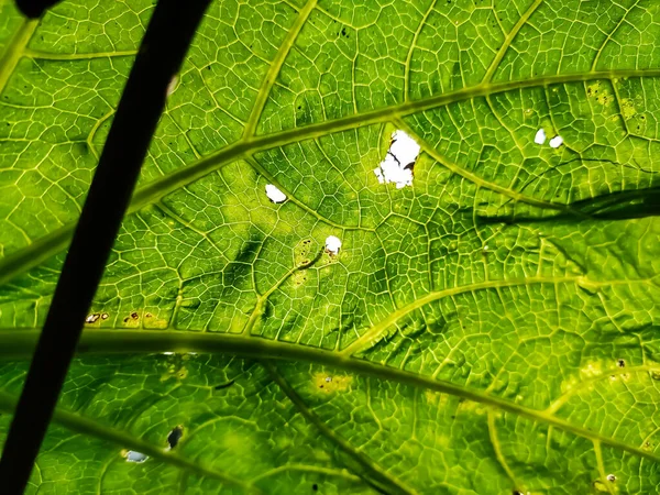 Esta Parte Trasera Hoja Calabazas Primer Plano Macro Disparo Día — Foto de Stock