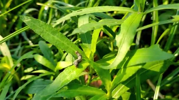 Spodoptera Litura Известная Табачный Червь Хлопковый Листоед Является Ночным Мотыльком — стоковое видео