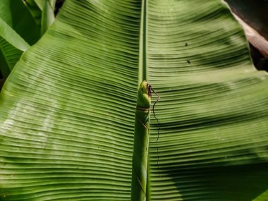 Bu yeni bir muz yaprağı. Gündüz çekimleri..