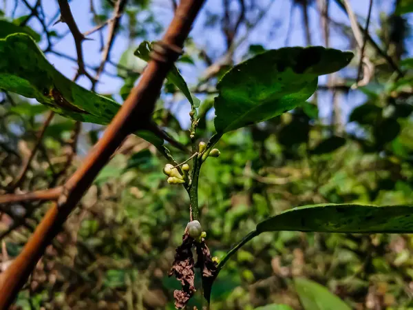 Esta Una Rama Limón Crecimiento Primer Plano Tiro Durante Día —  Fotos de Stock