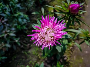 Aster, Asteraceae familyasından bir bitki cinsidir. Sınırı daraltıldı ve şu anda yaklaşık 180 türü kapsıyor.,