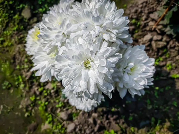 Crisântemos Vezes Chamados Crisântemos São Plantas Com Flor Gênero Chrysanthemum — Fotografia de Stock