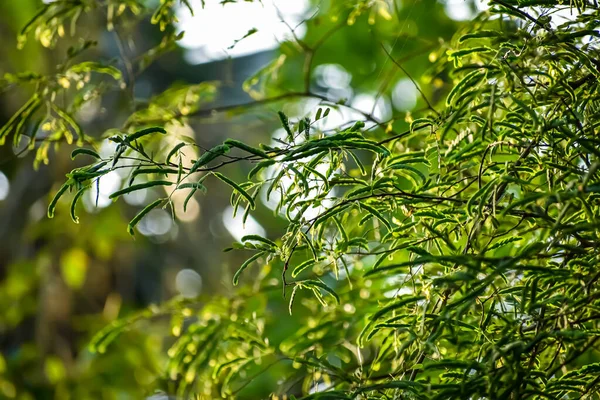 Tamarindo Árbol Leguminoso Familia Fabaceae Que Produce Frutos Comestibles Que — Foto de Stock