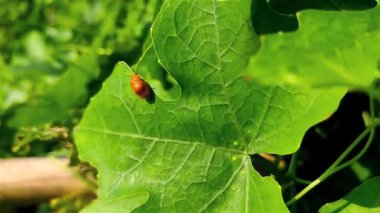 Aulacophora foveicollis böceği yakın çekim makro çekim alanı.