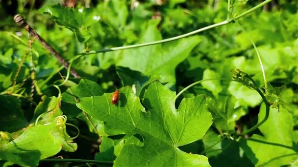 Aulacophora Foveicollis Rovar Közelkép Makró Felvétel Területen — Stock videók