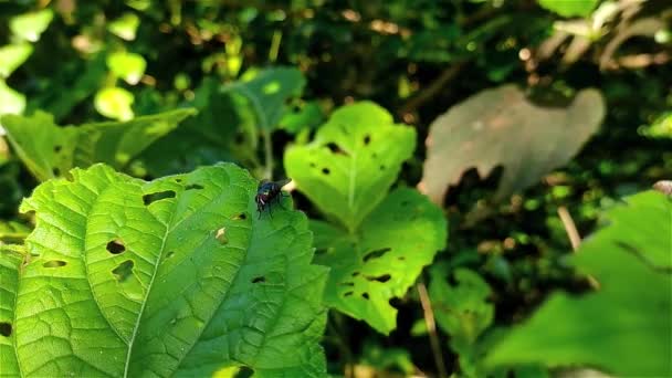 Chrysomya Megacephala Calliphoridae Familyasından Bir Sinek Türü — Stok video