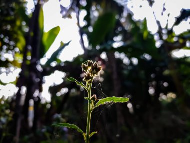 Ageratum conyzoides, özellikle Brezilya olmak üzere Tropikal Amerika 'ya özgüdür ve diğer bölgelerde istilacı bir ot olarak kabul edilir..