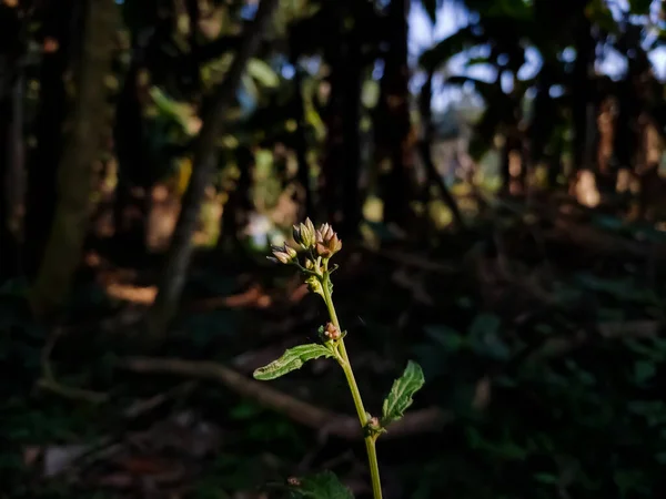 Leucas Género Plantas Con Flores Perteneciente Familia Lamiaceae Contiene Más — Foto de Stock