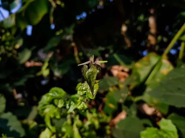 Mikania Micrantha Jest Tropikalna Roślina Asteraceae Znany Jako Gorzka Winorośl — Zdjęcie stockowe