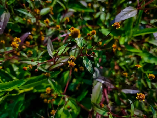 Acmella Género Botânico Pertencente Família Asteraceae Nativa Das Américas Foi — Fotografia de Stock