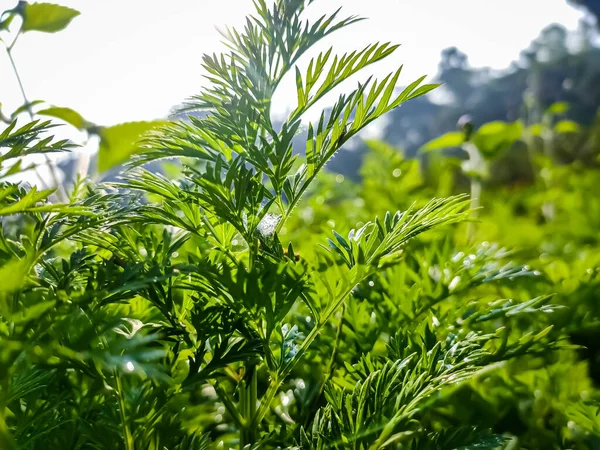 这是一个小胡萝卜叶特写宏观拍摄在印度的一个冬季早晨 — 图库照片