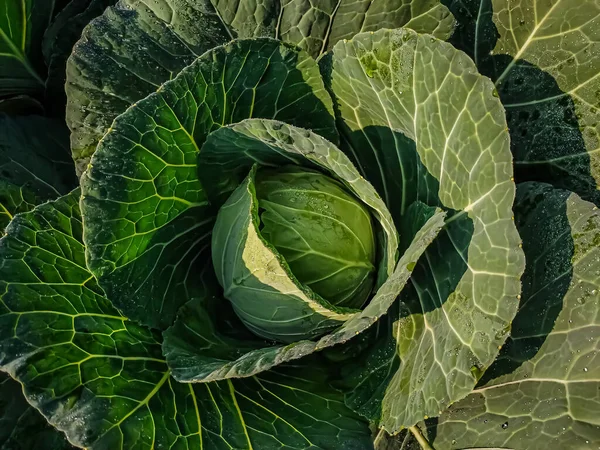 Repolho Uma Planta Verde Folhosa Branca Bienal Cultivada Como Uma Imagens De Bancos De Imagens