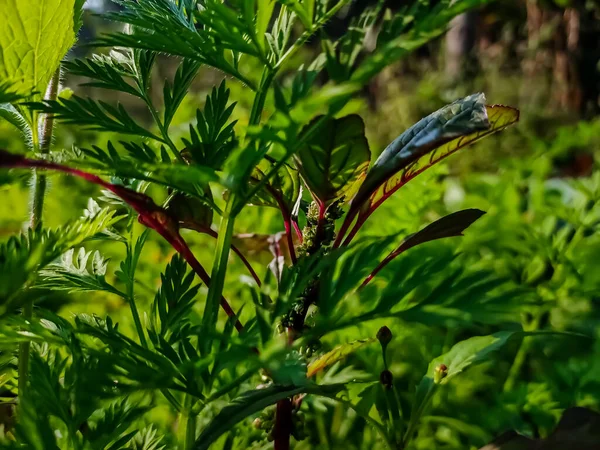 아마란 Amaranthus 또는아 Amaranth 식물의 속이다 — 스톡 사진