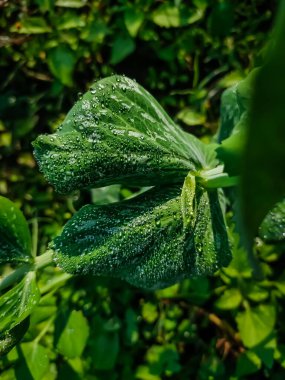 Bu, Hindistan 'daki bir tarlada kış mevsiminde gündüz vakti çekilen bezelye bitkisinin yakın çekim makrosu..