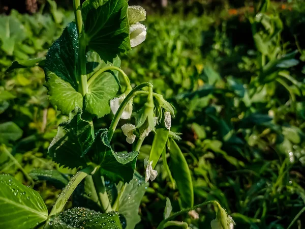 Makro Roślinami Grochu Ciągu Dnia Sezonie Zimowym Indiańskim Polu — Zdjęcie stockowe