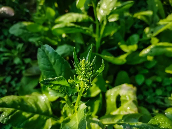 Ispanak Spinacia Oleracea Orta Batı Asya Özgü Yeşil Yapraklı Bir — Stok fotoğraf