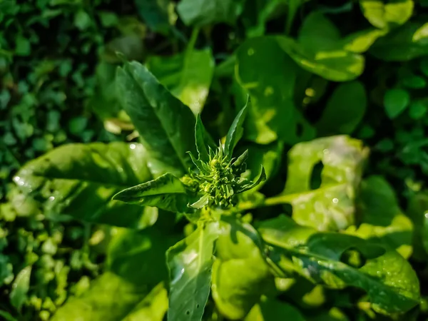 Spenat Spinacia Oleracea Bladgrã Blommande Hemma Centrala Och Stra Asien — Stockfoto