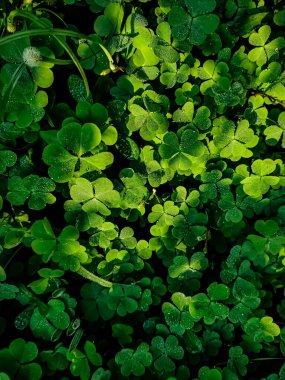 Oxalis corniculata, sürünen ağaçkakan, Oxalis stricta 'daki sıradan sarı ağaçkakana benzer. Oxalidaceae familyasından narin, az yetişen, otçul bir bitkidir..