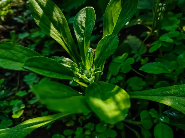 Samolus Valerandi Egy Faj Vízipimpernel Őshonos Egy Nagyon Széles Területen — Stock Fotó