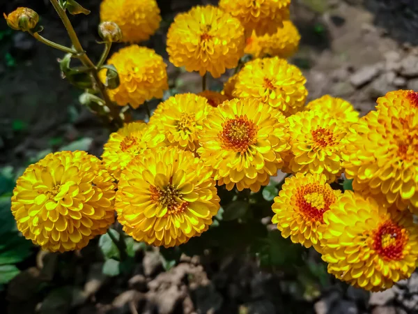 Chrysanthemen Manchmal Auch Mütter Oder Chrysanthen Genannt Sind Blühende Pflanzen — Stockfoto