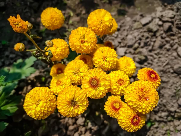 Chrysanthemum Іноді Називають Mums Або Chrysanths Квіткові Рослини Роду Chrysanthemum — стокове фото
