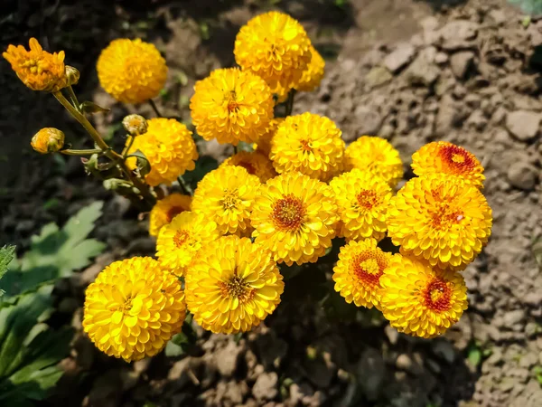 Chrysanthemen Manchmal Auch Mütter Oder Chrysanthen Genannt Sind Blühende Pflanzen — Stockfoto