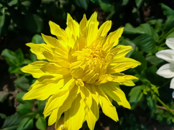 Dahlia Género Botânico Pertencente Família Asteraceae — Fotografia de Stock