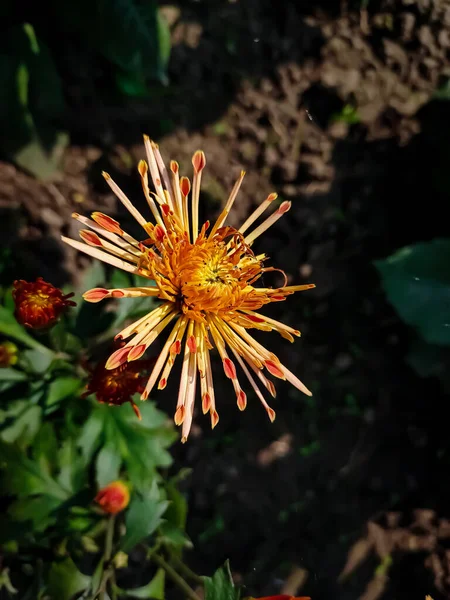 Los Crisantemos Veces Llamados Momias Crisantemos Son Plantas Con Flores —  Fotos de Stock