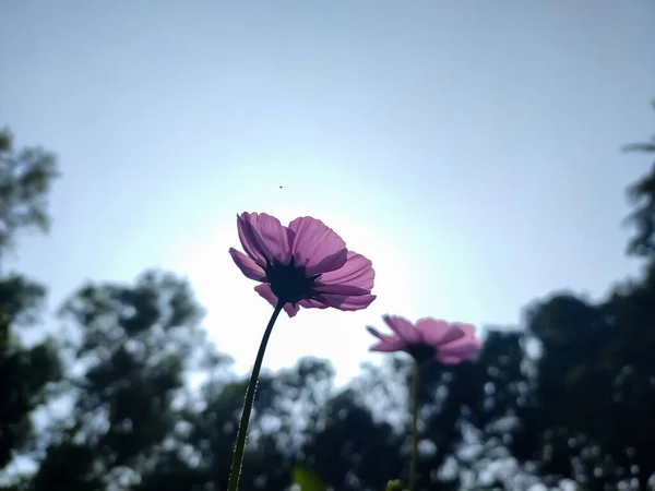 코스모스는 우주라는 이름을 으로서 해바라기 꽃식물로 이루어져 — 스톡 사진