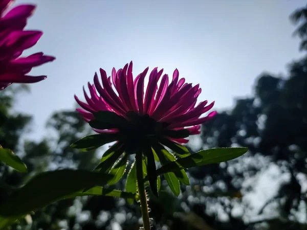 Aster Род Многолетних Цветковых Растений Семействе Asteraceae Окружность Сужена Теперь — стоковое фото