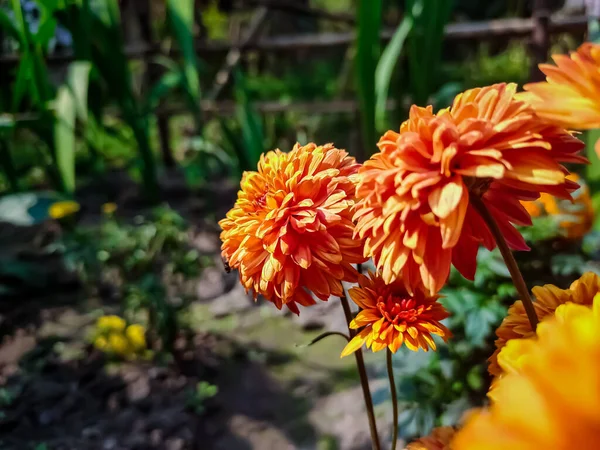 Dahlia Género Botânico Pertencente Família Asteraceae — Fotografia de Stock