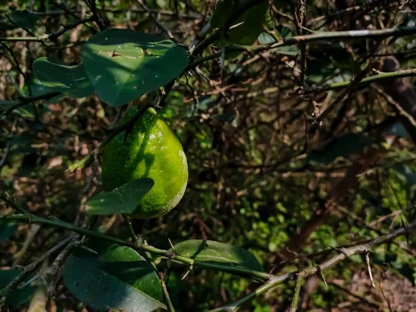 Citrom Citrus Limon Egy Kis Örökzöld Faj Virágzó Növény Család — Stock Fotó