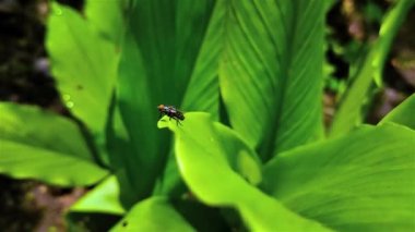 Chrysomya megacephala, Calliphoridae familyasından bir sinek türü.).