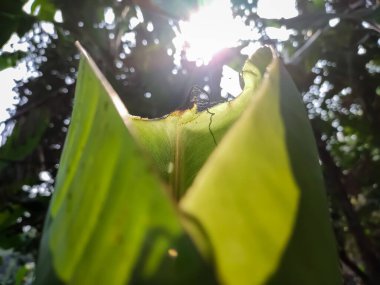 Sabah güneşi, büyüyen küçük bir muz yaprağının üzerine düşüyor. Yakın çekim makro çekim..